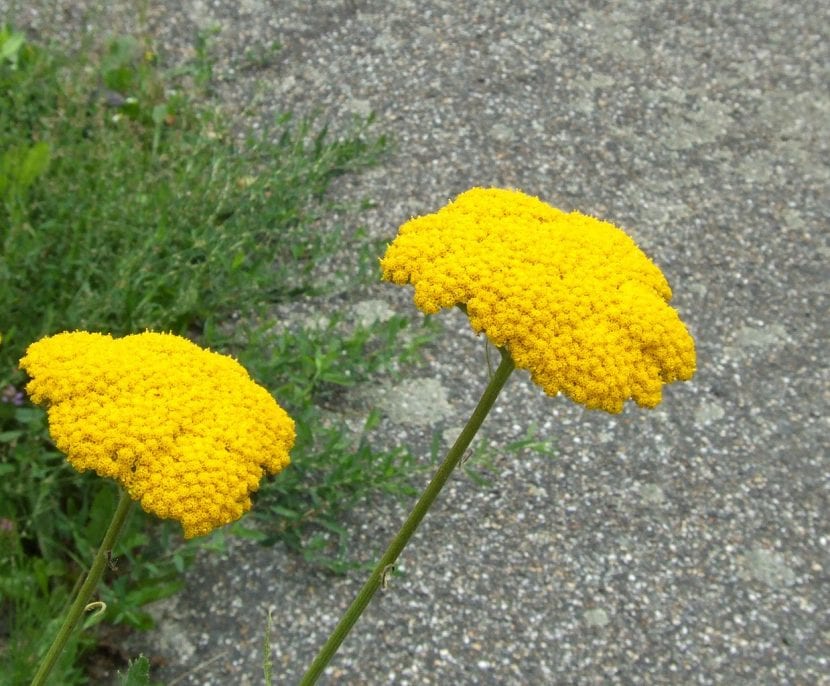 Achillea Moonshine de flor amarillo azufre y follaje plateado