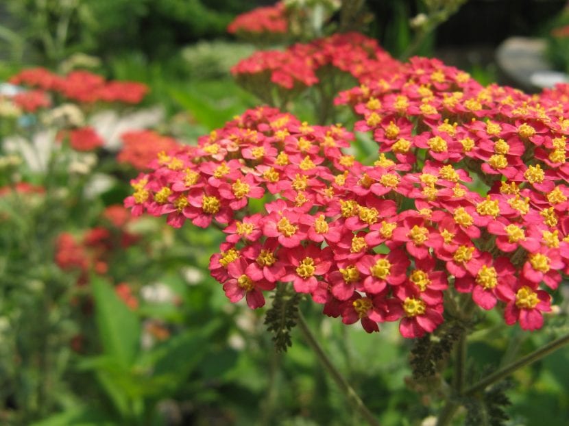 Inflorescencia de Achillea millefolium en corimbo