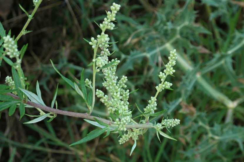 Mata de Artemisia vulgaris con sus tallos altos y panículas de flores pequeñas