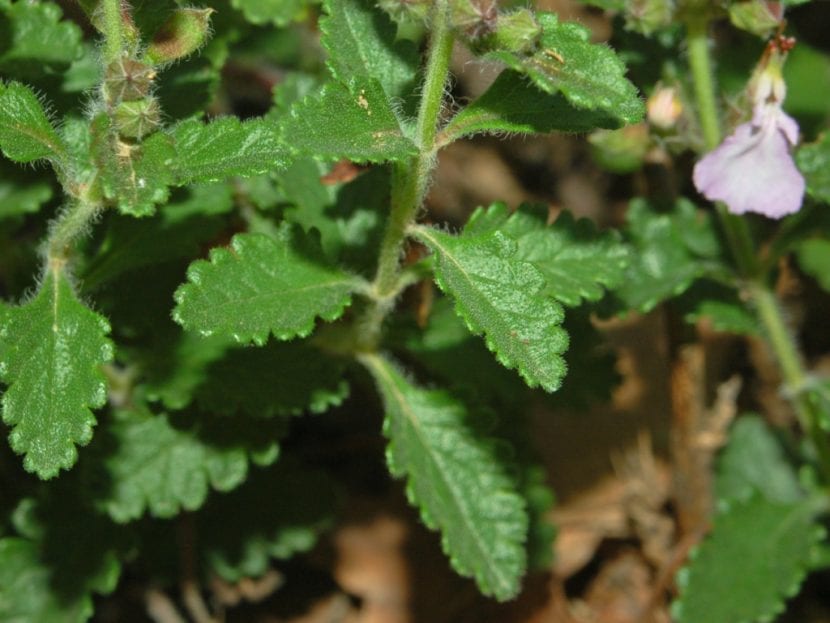 Mata de camedrio, Teucrium chamaedrys, con sus hojas pequeñas y lustrosas