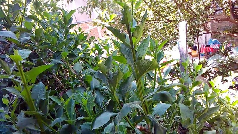 Arbusto de capitaneja, Verbesina crocata, en floración