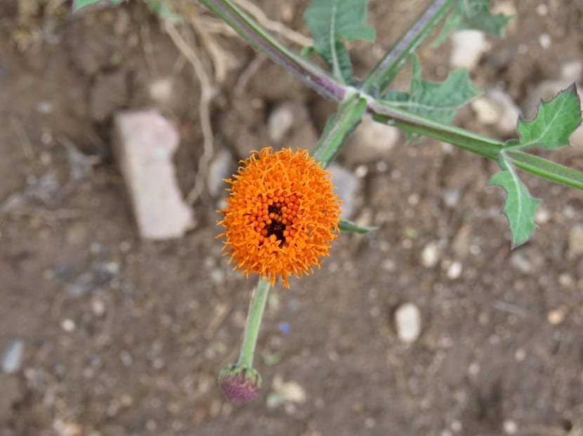Detalle de la flor anaranjada de la capitaneja