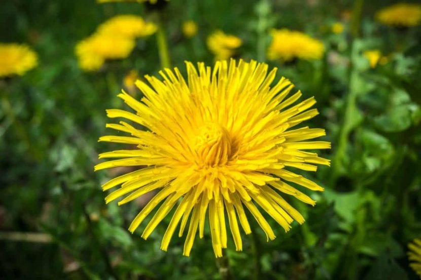 Diente de león en flor en un prado