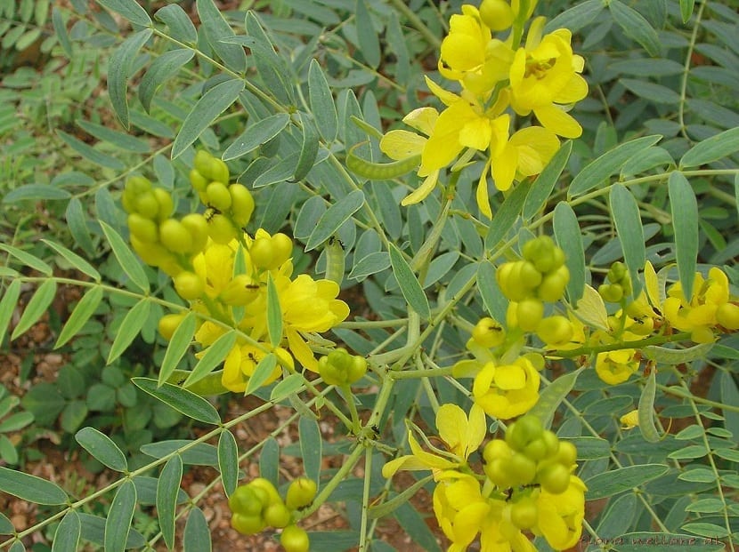 Hojas paripinnadas de Cassia angustifolia, el sen de la India
