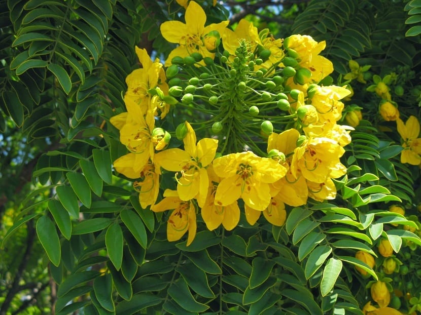 Flores amarillas en racimo de la Cassia angustifolia