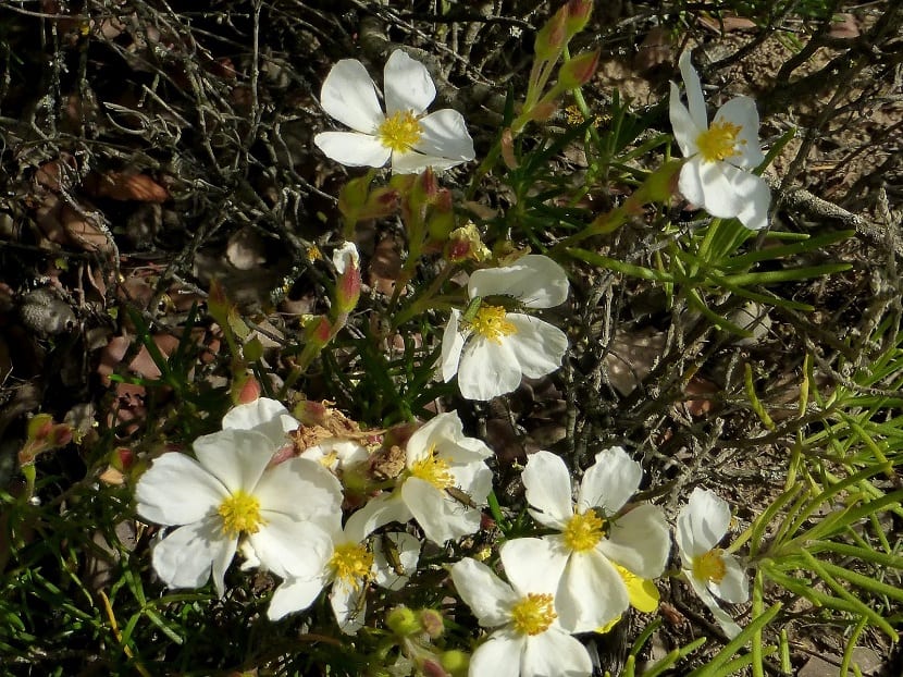 Flores blancas del Cistus clusii