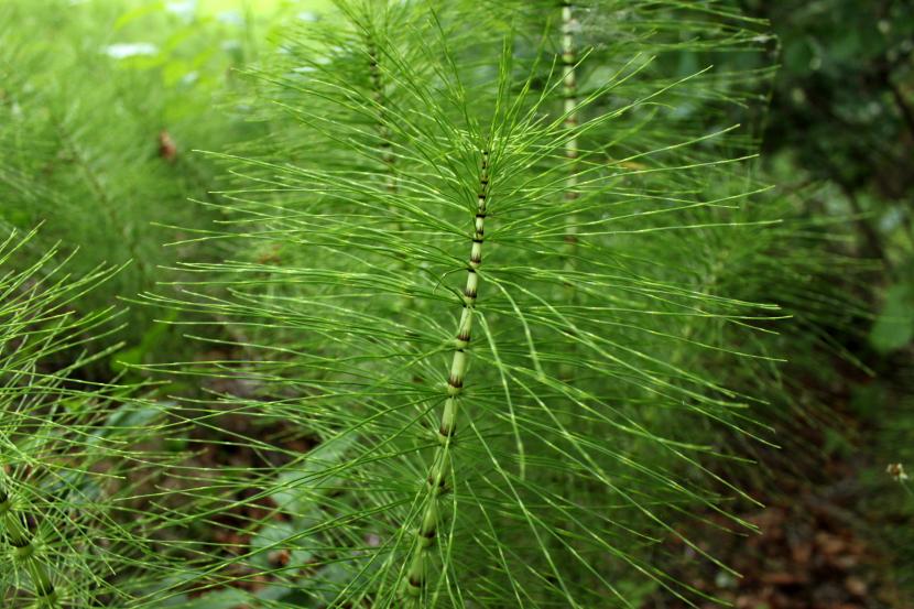 Equisetum telmateia, la cola de caballo mayor, en un talud húmedo