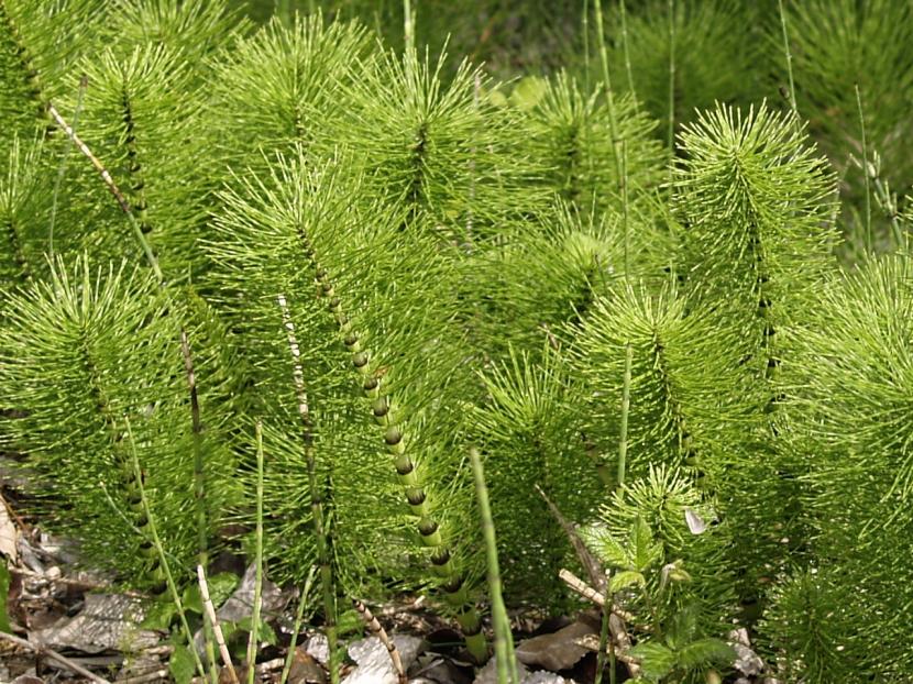 Tallos verticales de Equisetum o cola de caballo