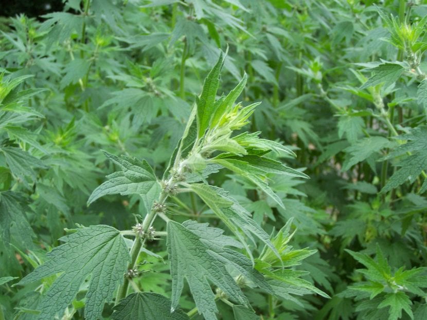 Mata de Leonurus cardiaca con sus hojas palmatilobadas