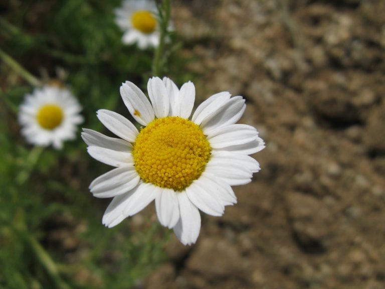 Flores de camomila, Chamaemelum nobile, con lígulas blancas y centro amarillo