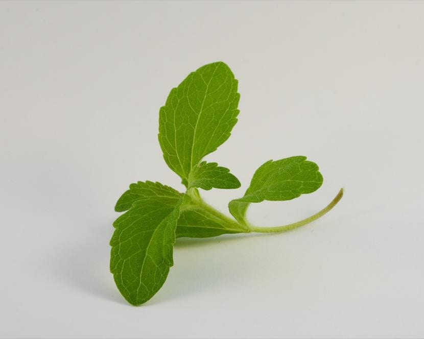 Planta de Stevia rebaudiana con hojas verdes