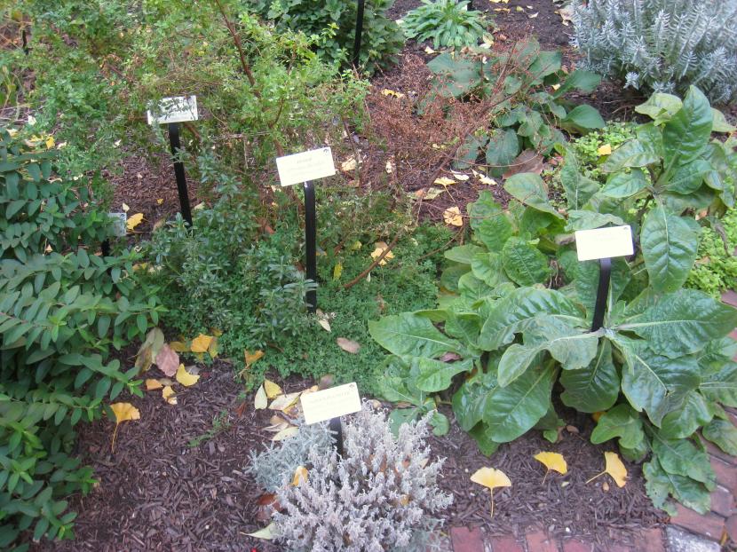 Rincón de jardín con plantas aromáticas y medicinales