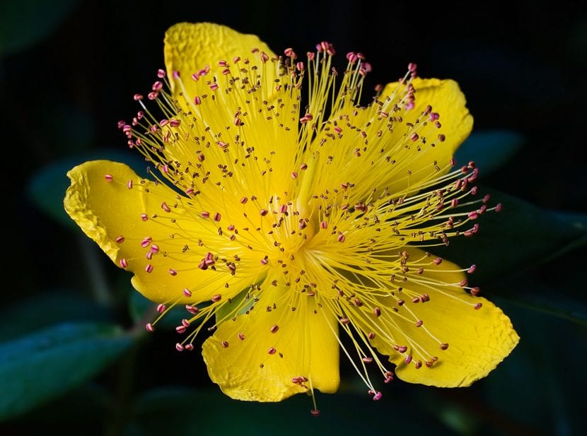 Hypericum calycinum en flor, usado como tapizante de jardín