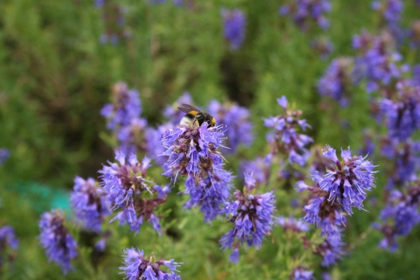 Flores azules de Hyssopus officinalis