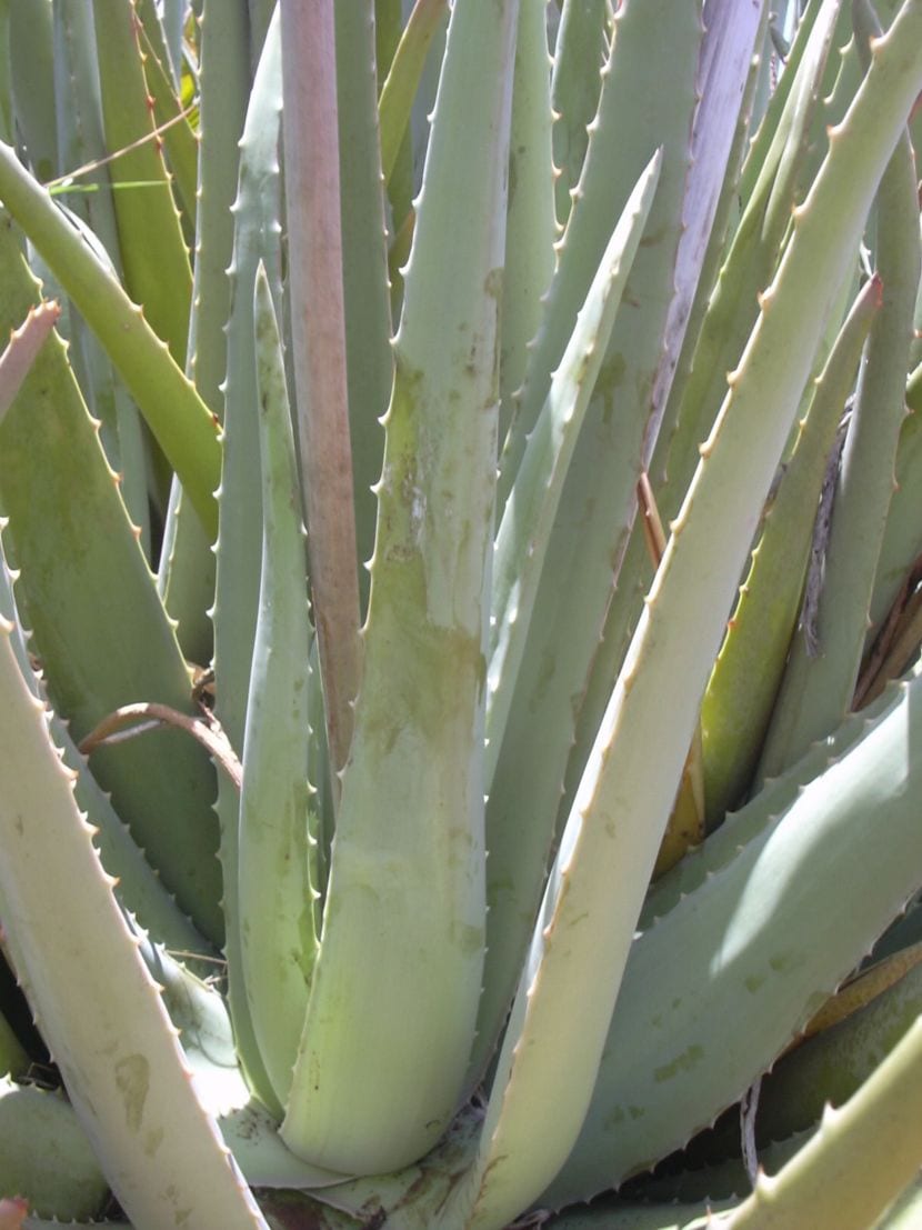 Planta de Aloe vera con sus hojas carnosas dentadas