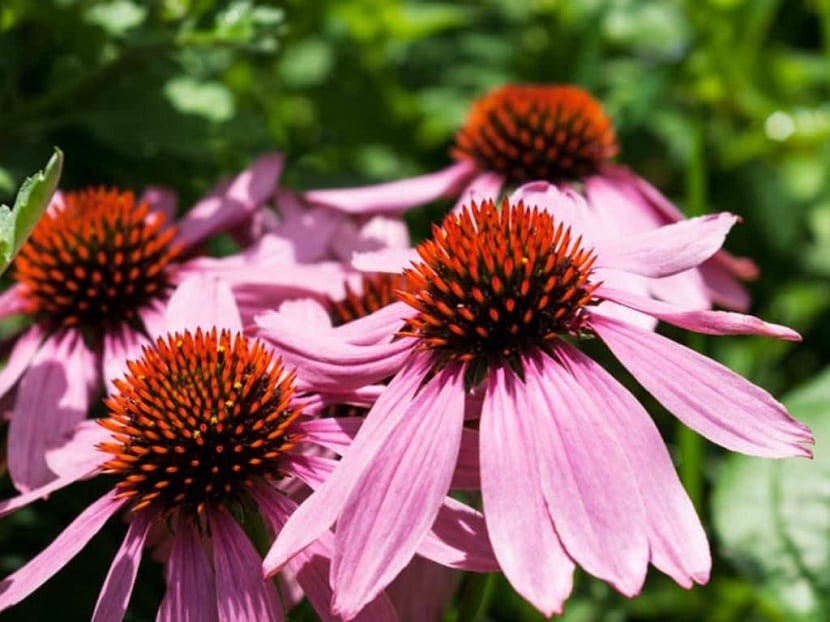 Flor de Echinacea angustifolia con lígulas rosadas y cono central espinoso