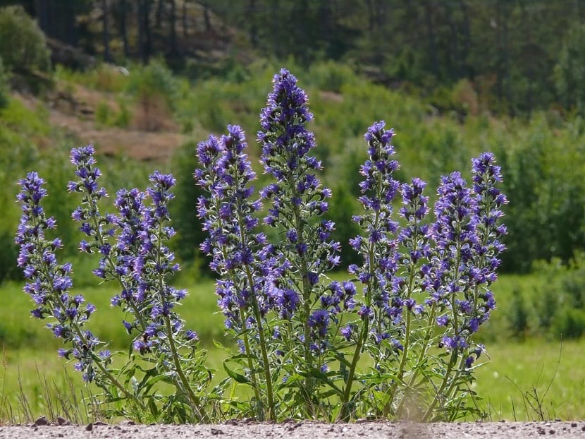 Espiga floral de Echium vulgare con flores azules y estambres rosados