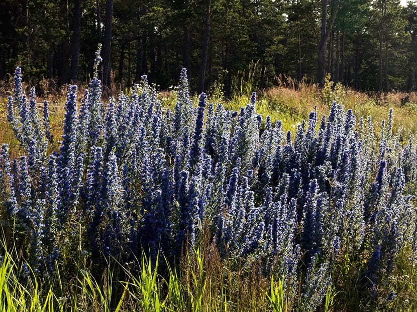 Viborera (Echium vulgare): identificación, riesgos y cultivo