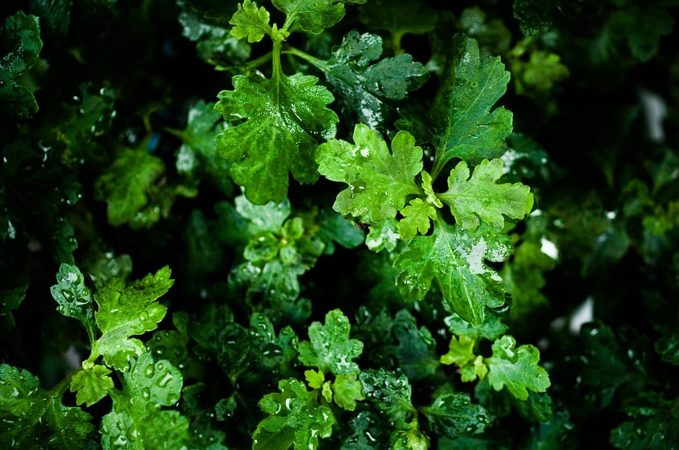 Ajenjo (Artemisia absinthium): cultivo, tuyona y precauciones