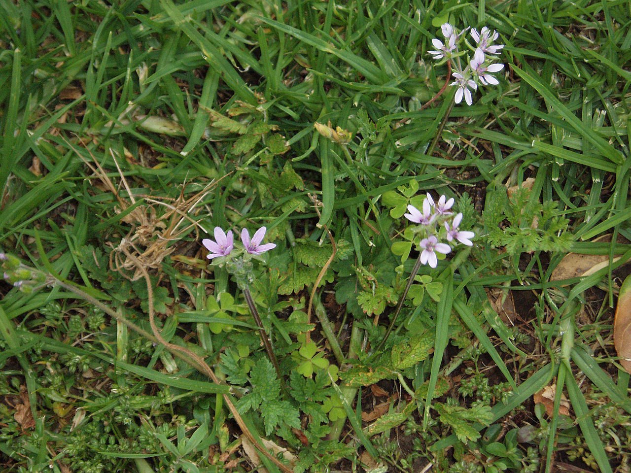 Erodium moschatum o almizclera: guía completa