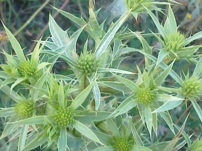 Mata de cardo corredor con sus hojas espinosas de color verde grisáceo