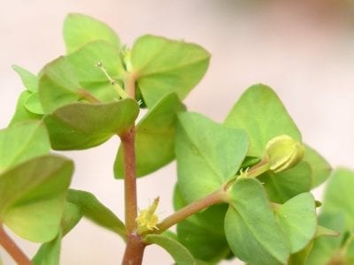 Hojas obovadas y de margen entero de la Euphorbia peplus