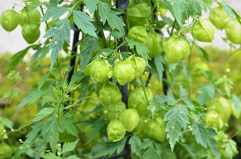 Planta trepadora de Cardiospermum halicacabum con sus cápsulas redondas y verdes