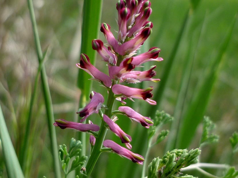 Mata florida de Fumaria officinalis con sus racimos de flores rosadas de punta oscura