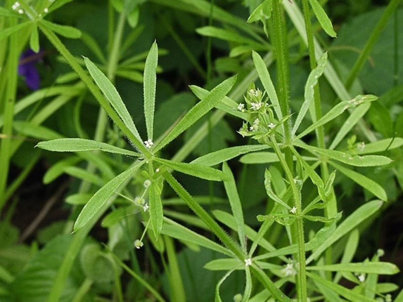 Tallos y verticilos de hojas de Galium aparine