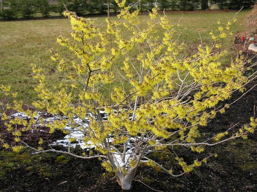 Arbusto de Hamamelis virginiana en flor