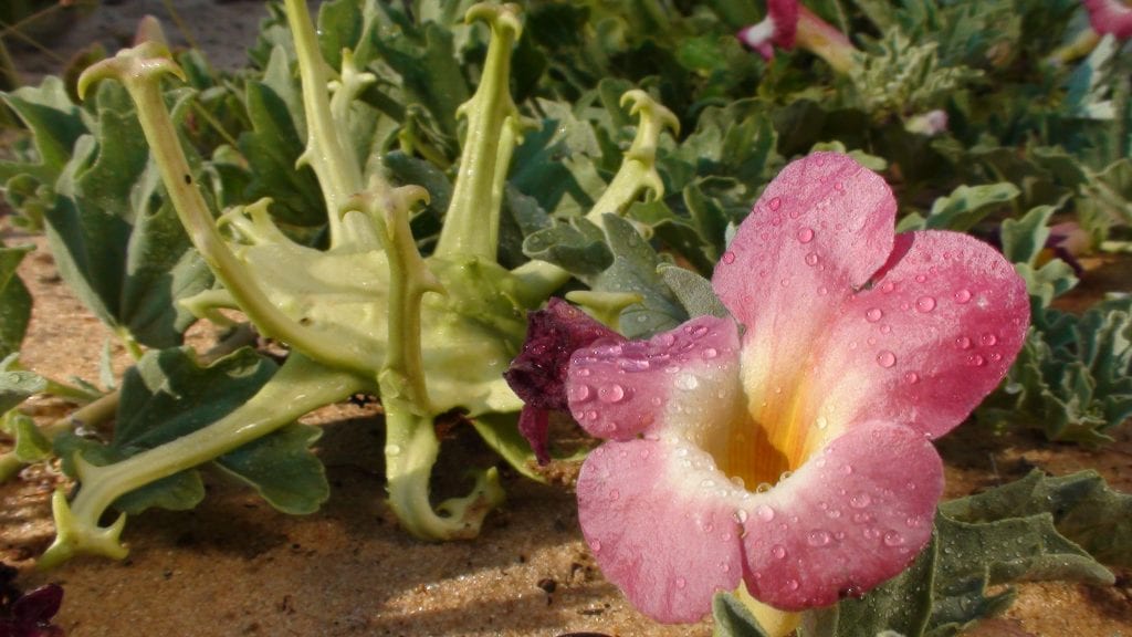 Harpagófito: cultivo, usos reales y contraindicaciones