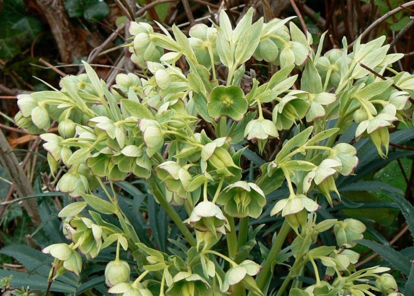 Detalle de las flores verdes acampanadas del eléboro fétido