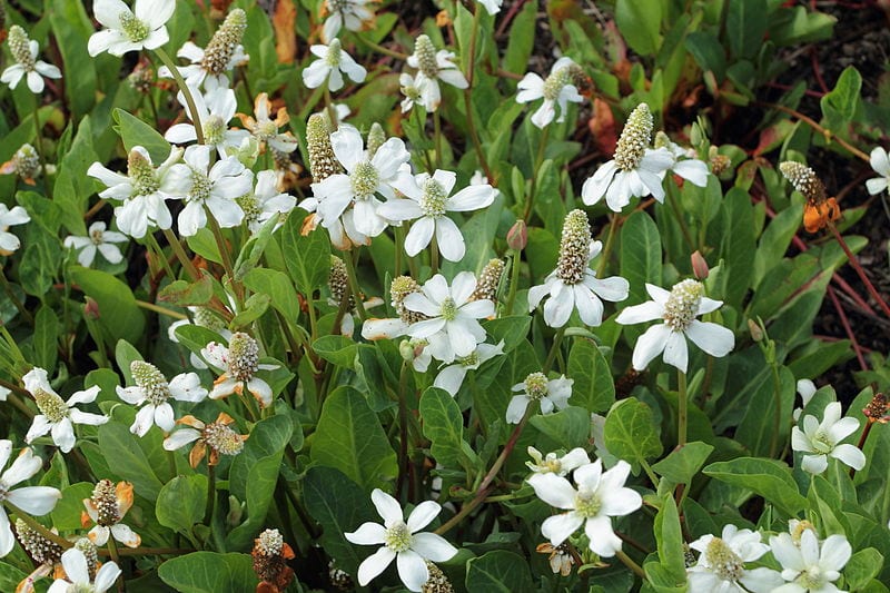 Mata de hierba del manso, Anemopsis californica, con sus brácteas blancas