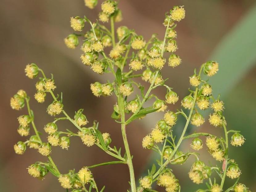 Detalle de las diminutas flores amarillentas de Artemisia annua