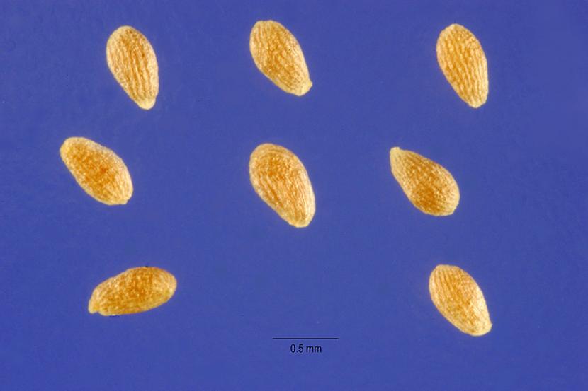 Mata de Artemisia annua en flor