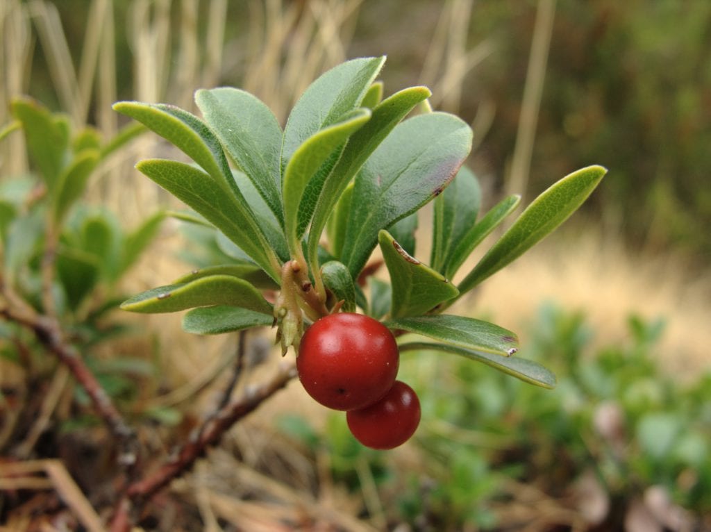 Frutos rojos de la gayuba, Arctostaphylos uva-ursi