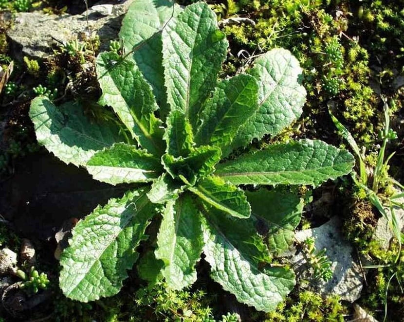 Ejemplar de Lactuca virosa con el tallo florido