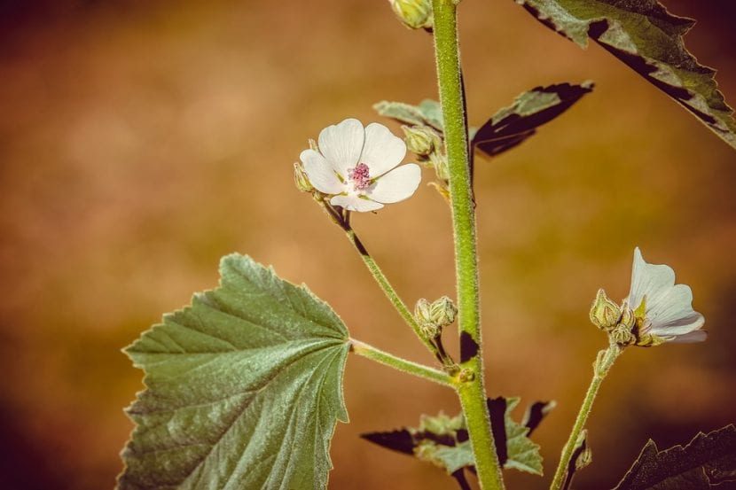 Flores rosa pálido de Althaea officinalis, el malvavisco