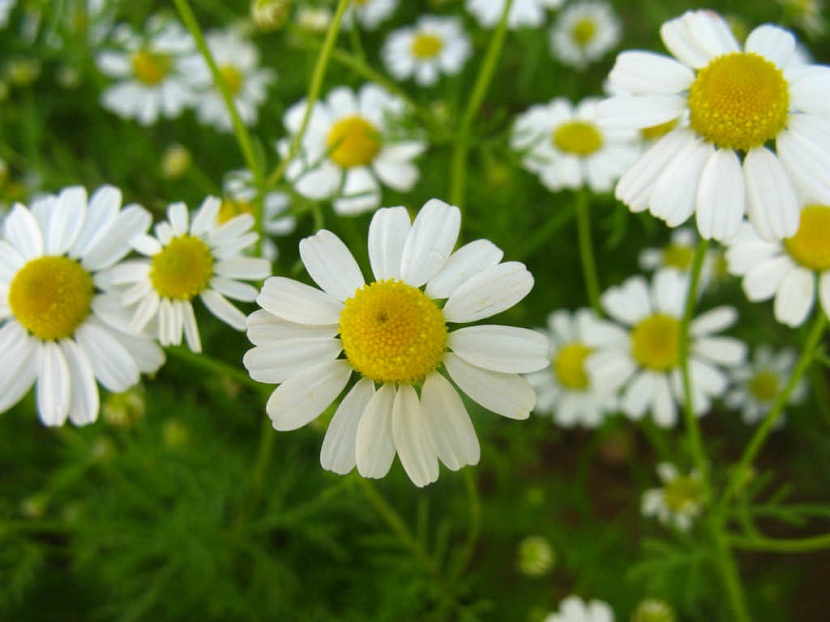 Flores de Matricaria chamomilla en floración