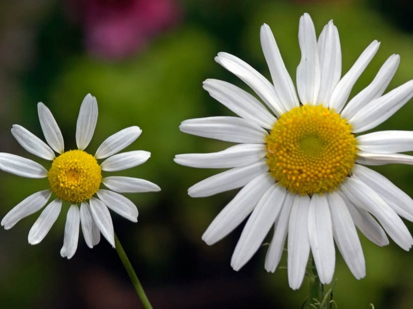 Matricaria chamomilla: cultivo, secado y usos de la manzanilla