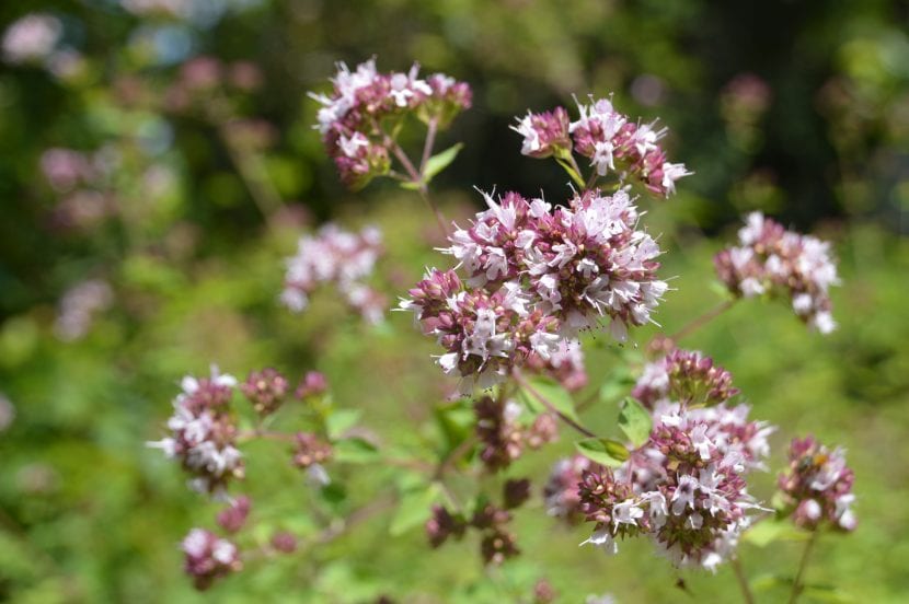Flores de mejorana agrupadas en espiguillas