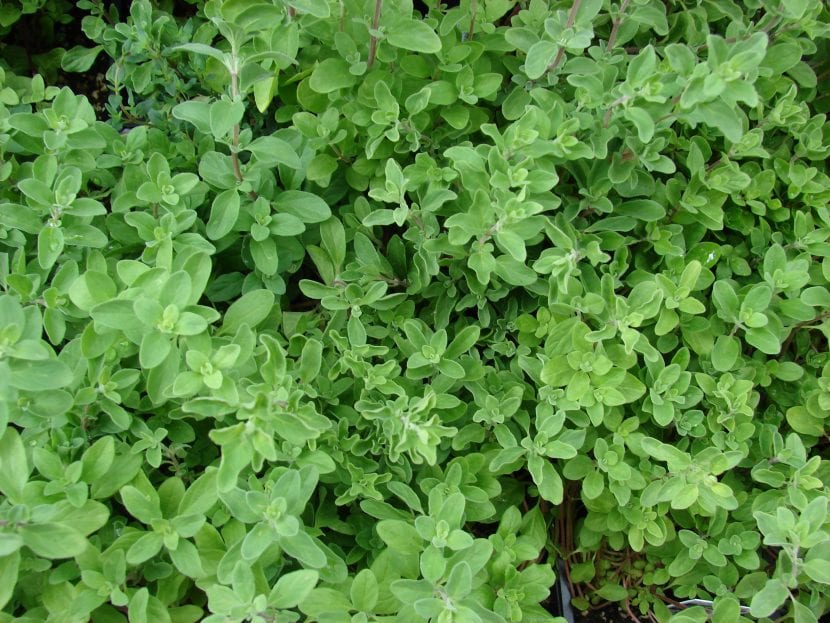 Planta de mejorana, Origanum majorana