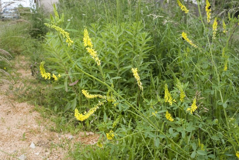 Racimos de flores amarillas de meliloto (Melilotus officinalis) en floración
