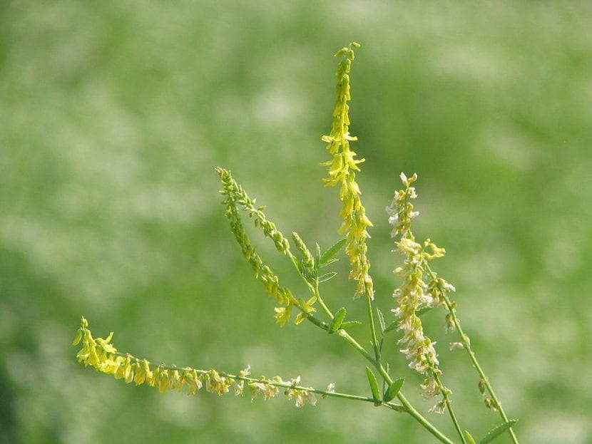 Mata de Melilotus officinalis con tallos erguidos y hojas trifoliadas