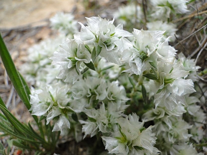 Detalle de las flores y brácteas escariosas de la nevadilla