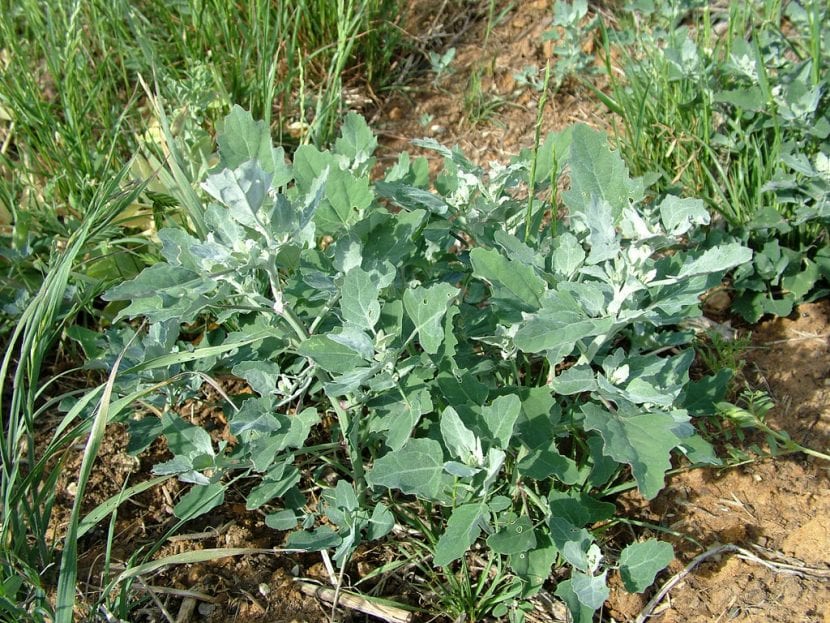 Planta de cenizo, Chenopodium album, creciendo en un terreno removido