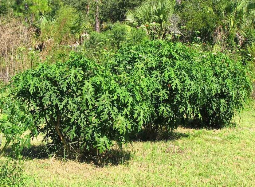 Hojas palmatilobadas de la planta de chaya