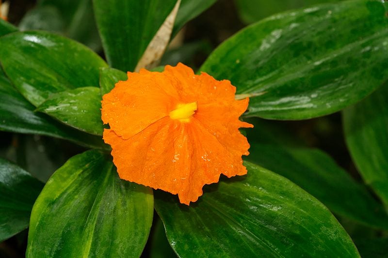 Planta insulina: qué es, qué dice la evidencia y cultivo