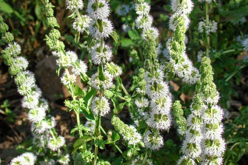 Labiada aromática de flores blancas propia del matorral seco