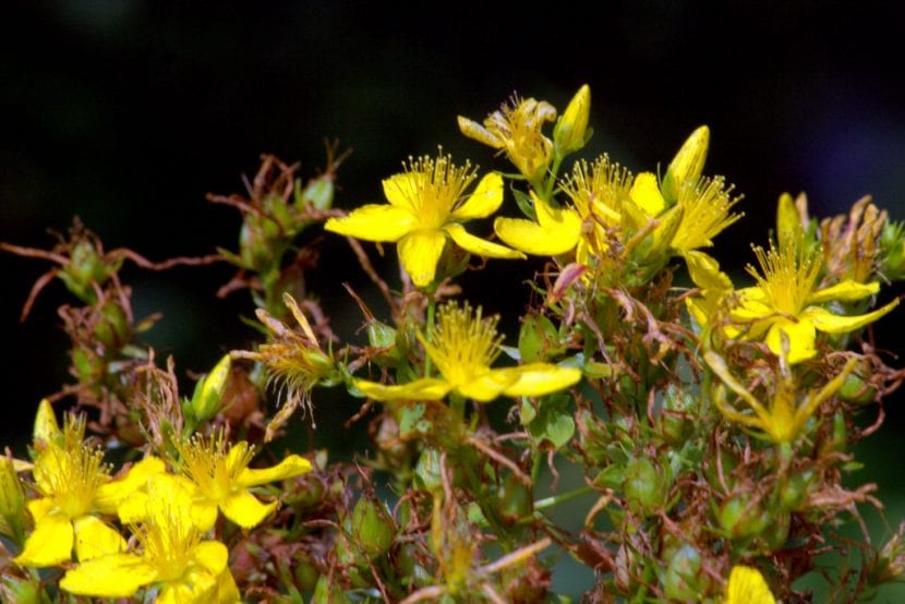 Flores amarillas de Hypericum perforatum en plena floración